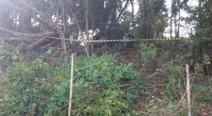 Tragédia no interior de Ampére: Homem morre durante o corte de árvores